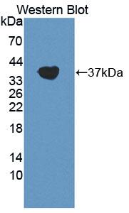 Complement C3a Antibody - Western Blot; Sample: Recombinant C3a, Human.