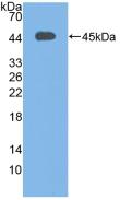 Complement C3c Antibody - Western Blot; Sample: Recombinant C3c, Human.