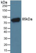 Complement C4 Antibody - Western Blot; Rat Serum Tissue.