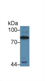 Complement C4 Antibody - Western Blot; Sample: Human Serum; Primary Ab: 5µg/ml Rabbit Anti-Human C4 Antibody Second Ab: 0.2µg/mL HRP-Linked Caprine Anti-Rabbit IgG Polyclonal Antibody