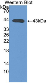 Complement C4 Antibody - Western Blot; Sample: Recombinant protein.