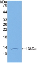 Complement C4b Antibody - Western Blot; Sample: Recombinant C4b, Human.
