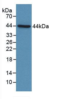 Complement C4b Antibody - Western Blot; Sample: Recombinant C4d, Human.