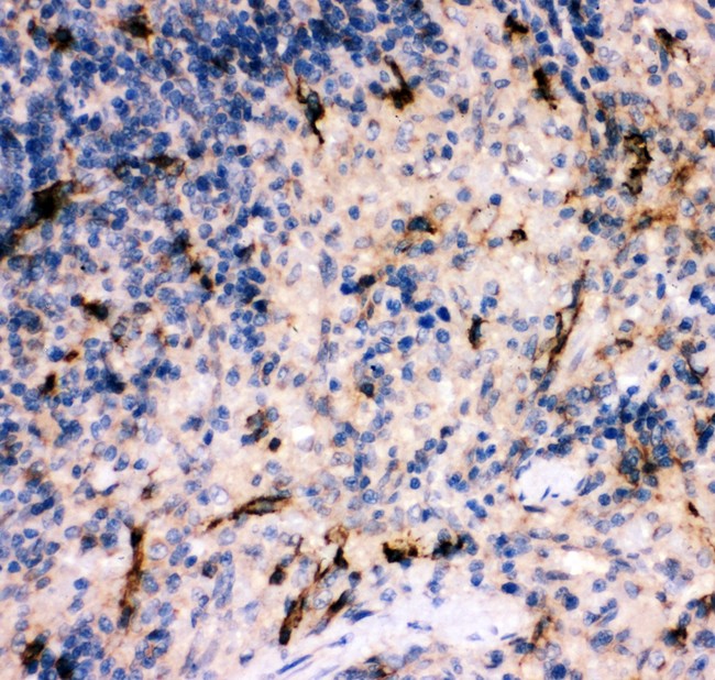 Complement C5 Antibody - C5A antibody IHC-paraffin: Rat Spleen Tissue.