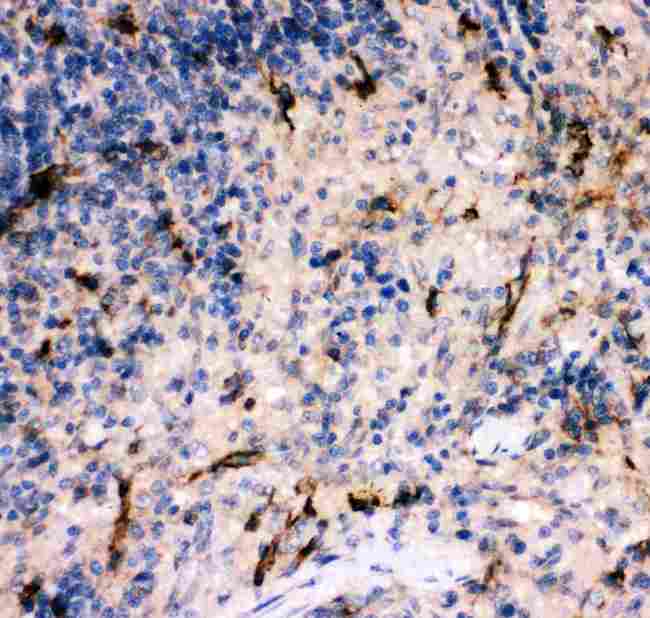 Complement C5 Antibody - anti-C5A antibody IHC(P): Rat Spleen Tissue