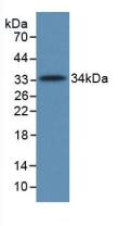 Complement C5 Antibody - Western Blot; Sample: Recombinant C5a, Human.