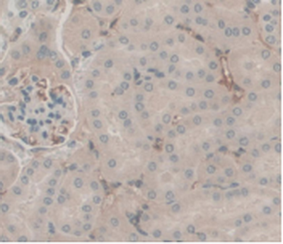 Complement C5 Antibody - DAB staining on IHC-P Samples:Mouse Kidney Tissue.