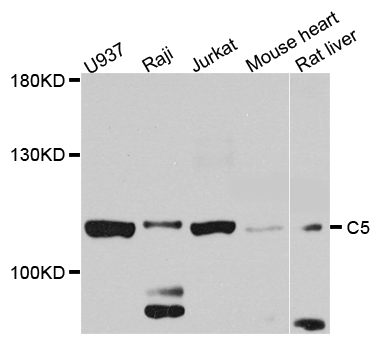 Complement C5 Antibody - Western blot blot of extract of various cells, using C5 antibody.