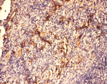 Complement C5a Antibody - IHC-P: C5a antibody testing of mouse spleen tissue