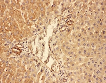 Complement C5a Antibody - IHC-P: C5a antibody testing of rat liver tissue