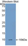 Complement C5a Antibody - Western blot of recombinant Complement C5a.  This image was taken for the unconjugated form of this product. Other forms have not been tested.