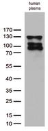 Complement C6 Antibody - Western blot analysis of extracts from human plasma by using anti-C6 monoclonal antibody. (1:250)