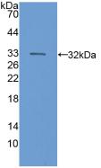 Complement C6 Antibody - Western Blot; Sample: Recombinant C6, Human.