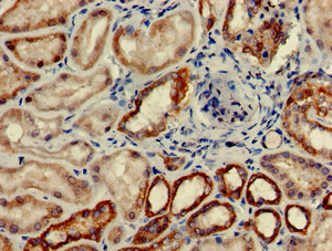 Complement C6 Antibody - Immunohistochemistry of paraffin-embedded human kidney tissue using C6 Antibody at dilution of 1:100
