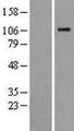 Complement C6 Protein - Western validation with an anti-DDK antibody * L: Control HEK293 lysate R: Over-expression lysate