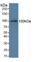 Complement C7 Antibody - Western Blot; Sample: Rat Serum.