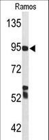 Complement C7 Antibody - Western blot of C7 Antibody in Ramos cell line lysates (35 ug/lane). C7 (arrow) was detected using the purified antibody.