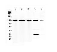 Complement C7 Antibody - Western blot - Anti-Complement C7 Picoband antibody