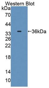 Complement C8A Antibody