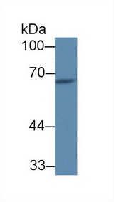 Complement C8A Antibody
