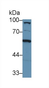 Complement C8A Antibody - Western Blot; Sample: Mouse Liver lysate; Primary Ab: 1µg/ml Rabbit Anti-Mouse C8a Antibody Second Ab: 0.2µg/mL HRP-Linked Caprine Anti-Rabbit IgG Polyclonal Antibody
