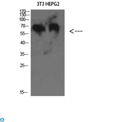Complement C8b Antibody - Western Blot (WB) analysis of 3T3 HepG2 cells using C8 beta Polyclonal Antibody diluted at 1:2000.