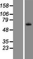 Complement C8b Protein - Western validation with an anti-DDK antibody * L: Control HEK293 lysate R: Over-expression lysate