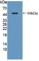 Complement C8g Antibody - Western Blot; Sample: Recombinant C8g, Human.