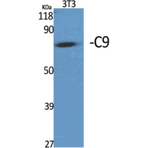 Complement C9 Antibody - Western blot of C9 antibody