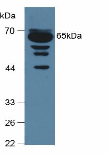 Complement C9 Antibody - Western Blot; Sample: Mouse Serum.
