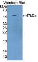 Complement C9 Antibody - Western blot of Complement C9 antibody.