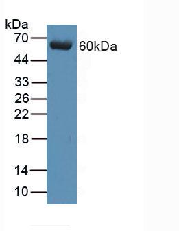Complement C9 Antibody - Western Blot; Sample: Human Serum.