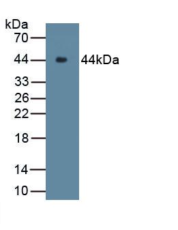 Complement C9 Antibody
