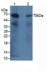 Complement C9 Antibody