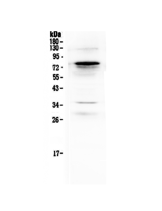 Complement C9 Antibody - Western blot - Anti-Complement C9 Picoband antibody