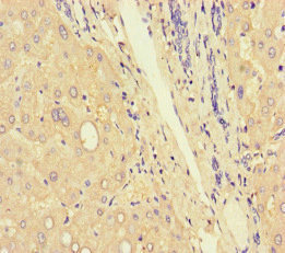 Complement C9 Antibody - Immunohistochemistry of paraffin-embedded human liver tissue at dilution of 1:100