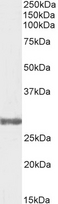 COMT Antibody - Biotinylated antibody (0.3µg/ml) staining of Testis lysate (35µg protein in RIPA buffer). Detected by chemiluminescence.