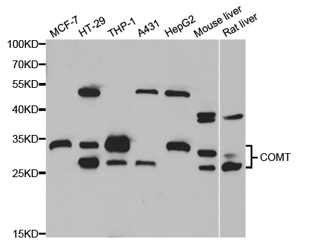 COMT Antibody - Western blot analysis of extracts of various cell lines.