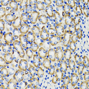 COMT Antibody - Immunohistochemistry of paraffin-embedded rat kidney tissue.