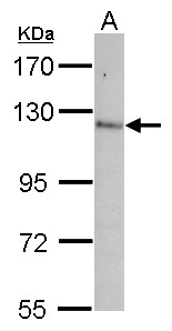 Contactin-5 / CNTN5 Antibody - Sample (30 ug of whole cell lysate) A: NT2D1 7.5% SDS PAGE CNTN5 / Contactin 5 antibody diluted at 1:1000
