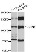 Contactin-5 / CNTN5 Antibody - Western blot analysis of extracts of various cell lines, using CNTN5 antibody at 1:3000 dilution. The secondary antibody used was an HRP Goat Anti-Rabbit IgG (H+L) at 1:10000 dilution. Lysates were loaded 25ug per lane and 3% nonfat dry milk in TBST was used for blocking. An ECL Kit was used for detection and the exposure time was 90s.