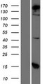 COPA / Xenin Protein - Western validation with an anti-DDK antibody * L: Control HEK293 lysate R: Over-expression lysate