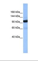 COPB1 / Beta-COP Antibody - Fetal liver cell lysate. Antibody concentration: 1.0 ug/ml. Gel concentration: 6%-18%.  This image was taken for the unconjugated form of this product. Other forms have not been tested.