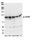 COPB1 / Beta-COP Antibody - Detection of human and mouse COPB1 by western blot. Samples: Whole cell lysate (50 µg) from HeLa, HEK293T, Jurkat, mouse TCMK-1, and mouse NIH 3T3 cells prepared using NETN lysis buffer. Antibodies: Affinity purified rabbit anti-COPB1 antibody used for WB at 0.1 µg/ml. Detection: Chemiluminescence with an exposure time of 3 seconds.