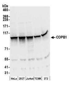 COPB1 / Beta-COP Antibody - Detection of human and mouse COPB1 by western blot. Samples: Whole cell lysate (50 µg) from HeLa, HEK293T, Jurkat, mouse TCMK-1, and mouse NIH 3T3 cells prepared using NETN lysis buffer. Antibodies: Affinity purified rabbit anti-COPB1 antibody used for WB at 0.1 µg/ml. Detection: Chemiluminescence with an exposure time of 3 seconds.