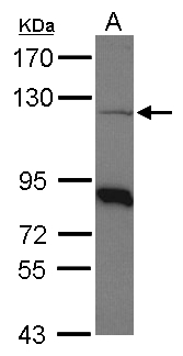 COPB1 / Beta-COP Antibody - Sample (30 ug of whole cell lysate). A: Raji. 7.5% SDS PAGE. COPB1 antibody diluted at 1:1000. 