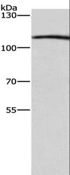 COPB1 / Beta-COP Antibody - Western blot analysis of Raji cell, using COPB1 Polyclonal Antibody at dilution of 1:350.