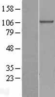 COPB1 / Beta-COP Protein - Western validation with an anti-DDK antibody * L: Control HEK293 lysate R: Over-expression lysate