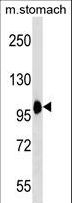 COPB2 / Beta-COP Antibody - COPB2 Antibody western blot of mouse stomach tissue lysates (35 ug/lane). The COPB2 antibody detected the COPB2 protein (arrow).