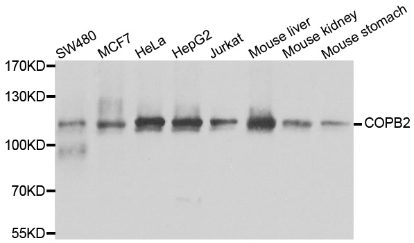 COPB2 / Beta-COP Antibody - Western blot analysis of extracts of various cell lines.